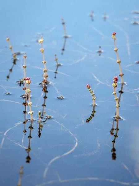 Myriophyllum spicatum / Ähriges Tausendblatt