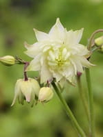 Aquilegia vulgaris 'Green Apples' / Kurzspornige Akelei 'Green Apples'