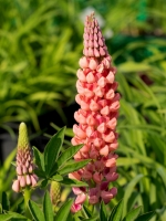 Lupinus polyphyllus (vegetativ) Salmon Star ®  /