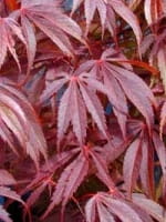 Acer palmatum 'Burgundy Lace' / Fächerahorn 'Burgundy Lace' / Japanischer Ahorn
