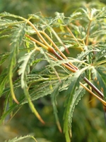 Acer palmatum 'Linearilobum' / Japanischer Fächerahorn 'Linearilobum'
