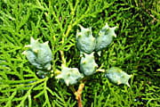 Thuja-smaragd-frucht-und-nadel