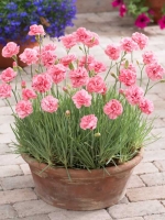 Dianthus allwoodii 'Helen' / Federnelke