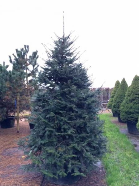 KüstenTanne / RiesenTanne / Abies grandis günstig kaufen