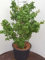 Ginkgo biloba 'Jehosaphat' / Ginkgobaum 'Jehosaphat' / Fächerblattbaum 'Jehosaphat'