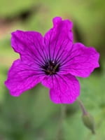 Geranium psilostemon Red Admiral  /