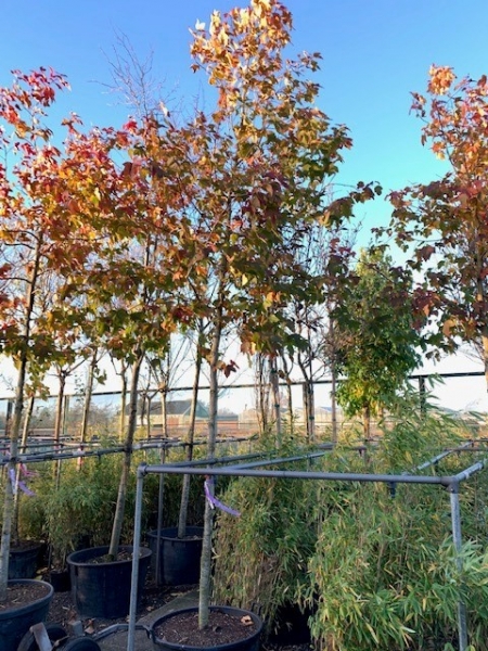 Amberbaum 'Ellen' / Liquidambar formosana 'Ellen' günstig kaufen