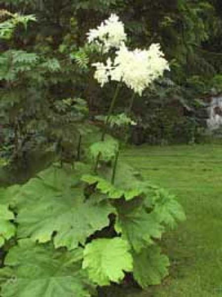 Astilboides tabularis / Tafelblatt
