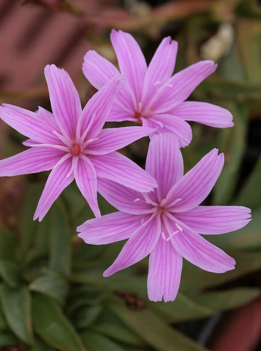 Bitterwurz 'Little Plum' / Lewisia longipetala 'Little Plum'