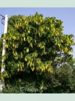 Laburnum anagyroides / Gemeiner Goldregen / Gewöhnlicher Goldregen / Bohnenbaum