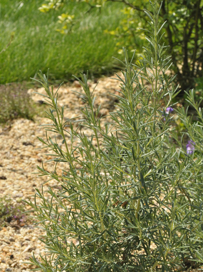Rosmarin 'Arp' / Rosmarinus officinalis 'Arp' günstig kaufen