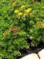 Sedum hybridum 'Immergrünchen' / Immergrünchen