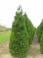 Thuja plicata 'Atrovirens' / Riesen-Lebensbaum 'Atrovirens'