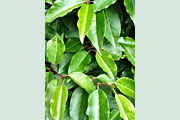 Prunus_angustifolia