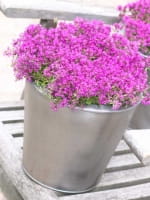 Thymus praecox 'Purple Beauty' / Garten-Thymian