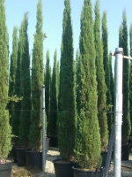 Cupressus sempervirens / Säulenzypresse 350-400 cm im 70-Liter Container