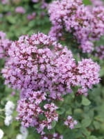 Origanum laevigatum Rosenkuppel  /