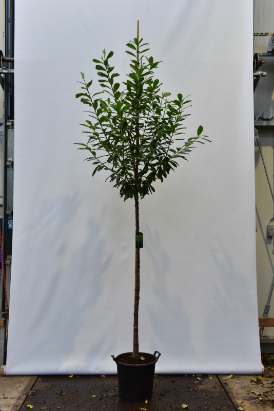 Kirschlorbeer 'Novita' Hochstamm / Prunus laurocerasus 'Novita' Hochstamm