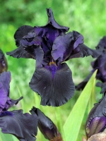 Iris barbata-elatior 'Black Dragon' / Hohe Bart-Iris 'Black Dragon'
