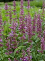 Agastache x cultorum 'Ayala' / Duftnessel 'Ayala'