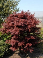 Acer palmatum 'Pixie' / Fächerahorn 'Pixie'