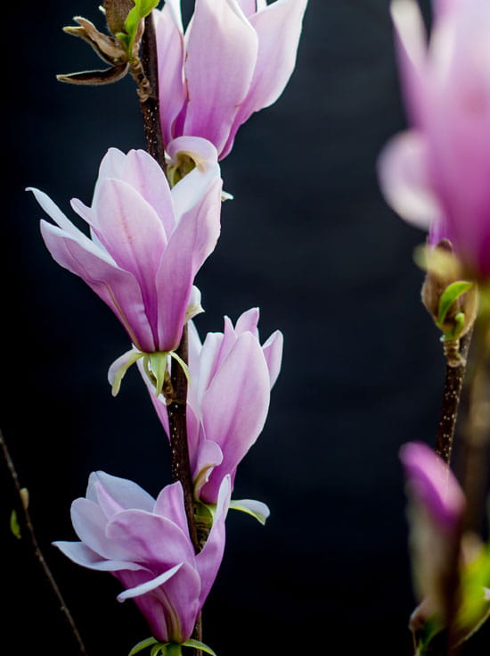 BergMagnolie Henry Kern' / Magnolia fraseri Henry Kern'