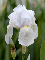 Iris germanica var. florentina / Hohe Bart-Iris, Florentiner Schwertlilie