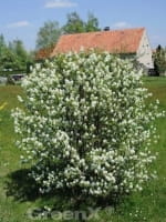 Amelanchier rotundifolia / Echte Felsenbirne / Gemeine Felsenbirne
