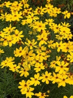 Coreopsis verticilla 'Imperial Sun®' / Quirlblättriges Mädchenauge