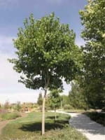 Morus alba 'Fruitless' / Weißer Maulbeerbaum 'Fruitless'