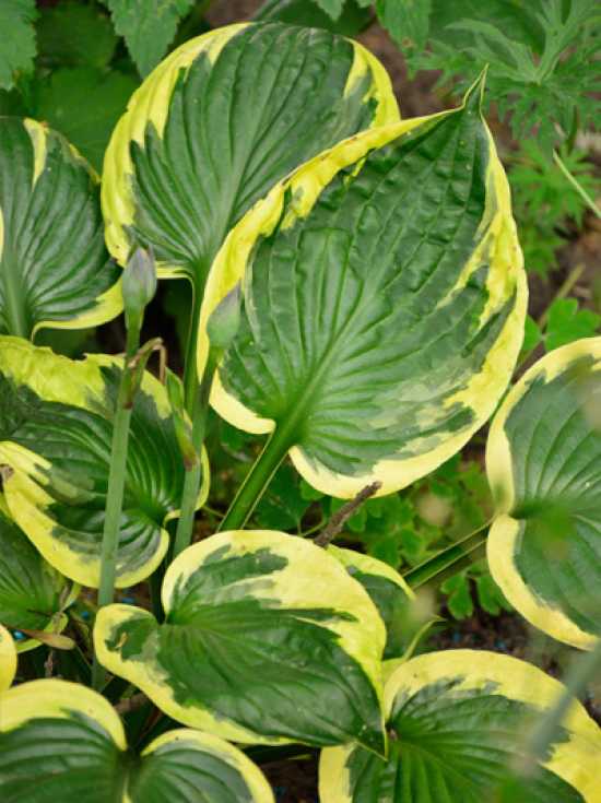 GartenFunkie 'Twilight' / Hosta 'Twilight ®' günstig kaufen