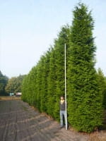 Lebensbaum 'Martin'  / Thuja plicata 'Martin'