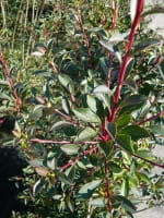 Enkianthus campanulatus / Glockige Prachtglocke