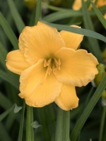 Hemerocallis cultorum 'Gelber Zwerg' / Taglilie