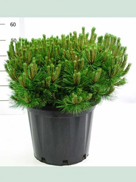 Japanische Schwarzkiefer Samen - 80 Stück Pinus Thunbergii Für Garten & Bonsai