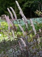 Cimicifuga simplex 'Brunette' / Oktober-Silberkerze