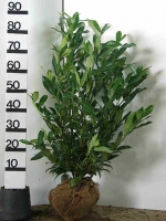 Prunus laurocerasus 'Reynvaanii' / Kirschlorbeer 'Reynvaanii' 80-100 cm mit Ballierung