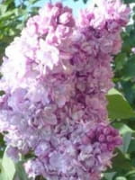 Syringa vulgaris 'P.P. Konchalovskii' / Gartenflieder / Gewöhnlicher Flieder / Edelflieder