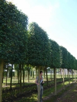 Acer campestre Elsrijk / Feld-Ahorn 'Hochstamm-Spalier' H:200 B:200 T:20 (Stamm 220 cm)