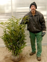 Prunus laurocerasus 'Reynvaanii' / Kirschlorbeer 'Reynvaanii' 100-125 cm Solitär mit Ballierung