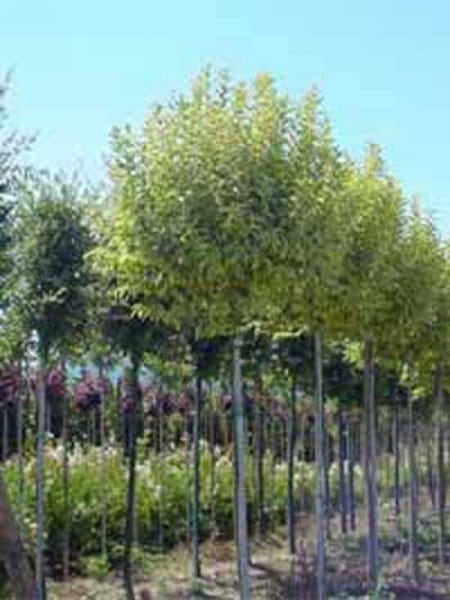 GlanzLiguster 'Excelsum Superbum' / Ligustrum lucidum 'Excelsum Superbum'