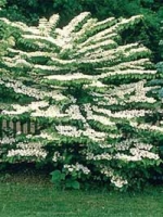 Viburnum plicatum 'Cascade' / Japanischer Etagen-Schneeball 'Cascade'