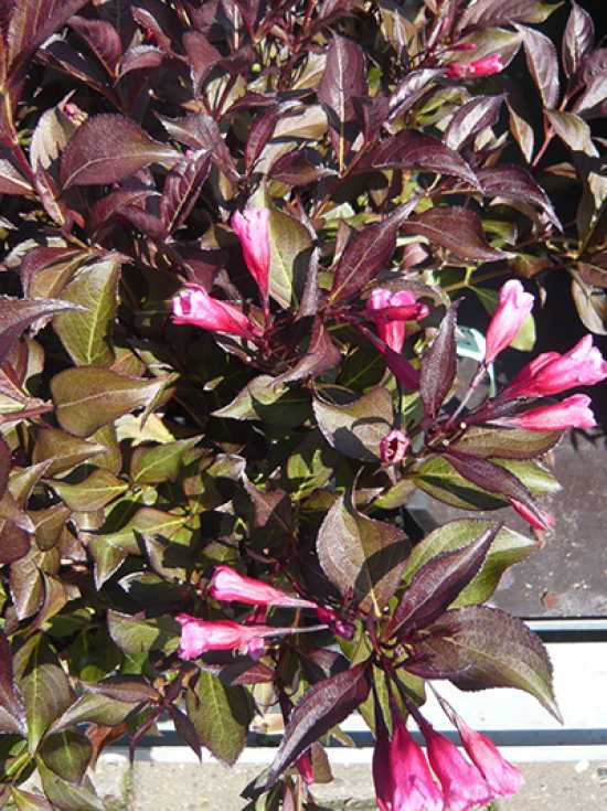 Liebliche Weigelie 'Nana Purpurea' / Weigela florida 'Nana Purpurea'
