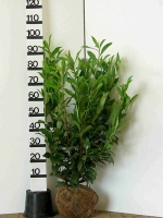 Prunus laurocerasus 'Caucasica' / Kirschlorbeer 'Caucasica' 80-100 cm mit Ballierung