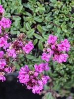 Thymus serpyllum 'Purple Beauty' / Sand-Thymian, Teppich-Thymian