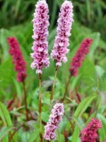 Persicaria affinis / Schneckenknöterich