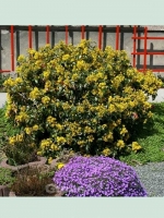 Mahonia aquifolium / Gewöhnliche Mahonie