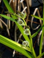 Sparganium erectum / Ästiger Igelkolben