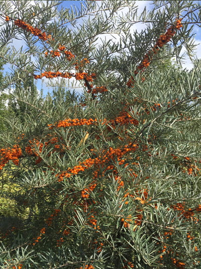 Sanddorn / Hippophae rhamnoides günstig kaufen
