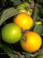 Malus domestica 'Ananasrenette' / Apfel 'Ananasrenette'